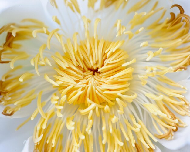Foto close-up van een gele bloem
