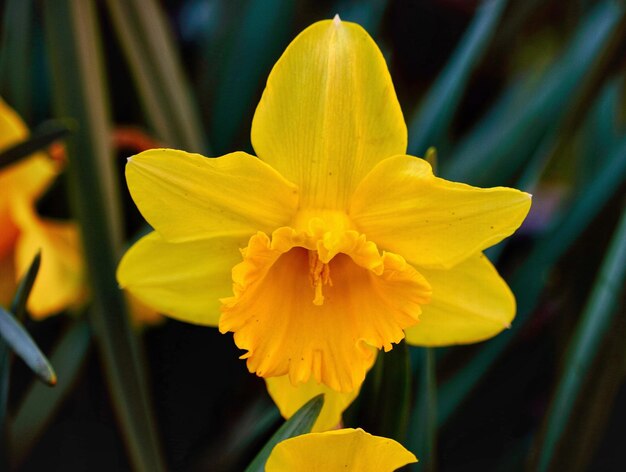 Foto close-up van een gele bloem