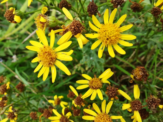 Foto close-up van een gele bloem