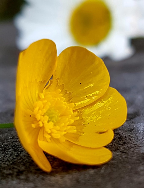 Foto close-up van een gele bloem