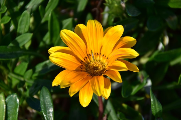 Close-up van een gele bloem