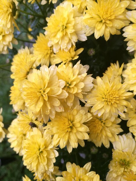 Foto close-up van een gele bloem