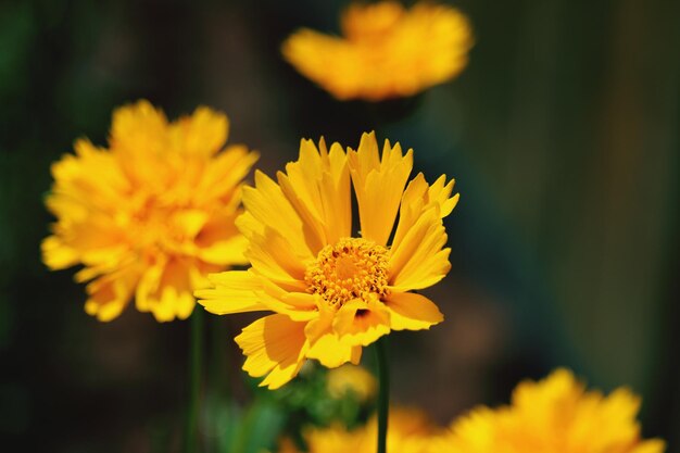 Foto close-up van een gele bloem