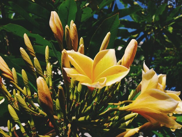 Close-up van een gele bloem