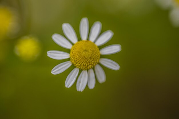 Close-up van een gele bloem