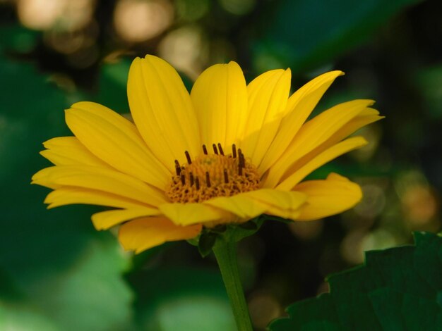 Close-up van een gele bloem