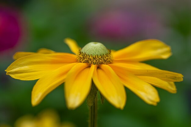 Foto close-up van een gele bloem