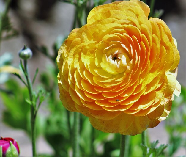 Foto close-up van een gele bloem