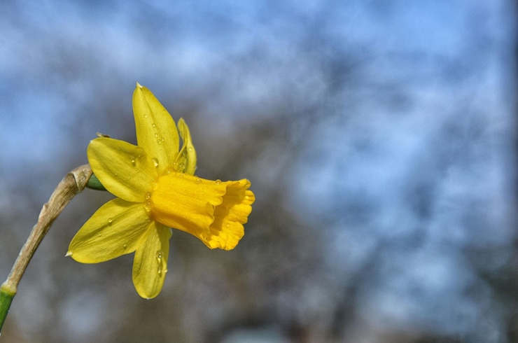 Foto close-up van een gele bloem