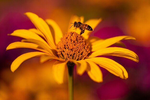 Close-up van een gele bloem