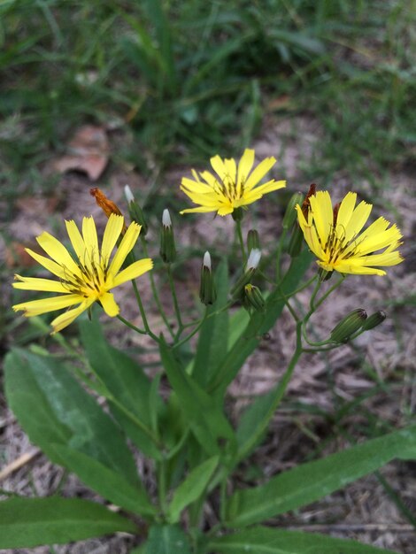 Close-up van een gele bloem