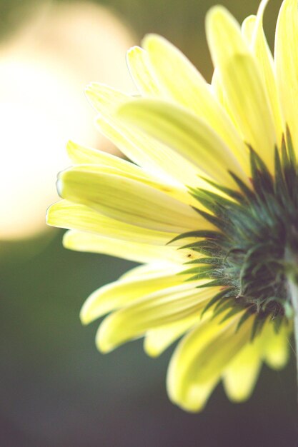 Foto close-up van een gele bloem