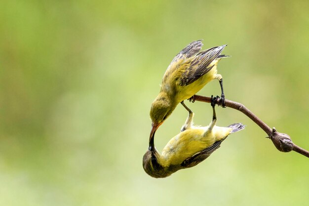 Foto close-up van een gele bloemknop