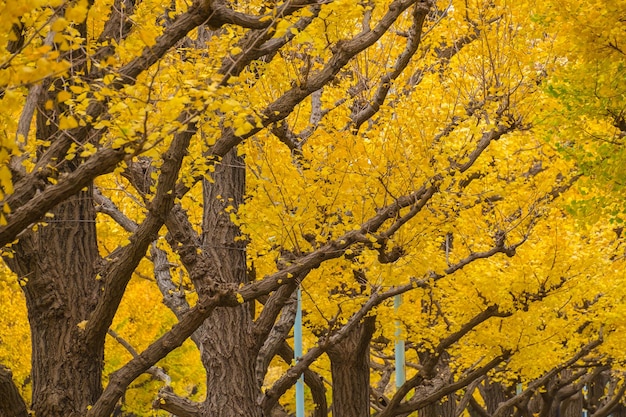 Close-up van een gele boom in de herfst