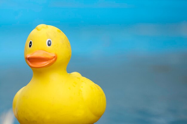 Foto close-up van een gele eend die op het water drijft