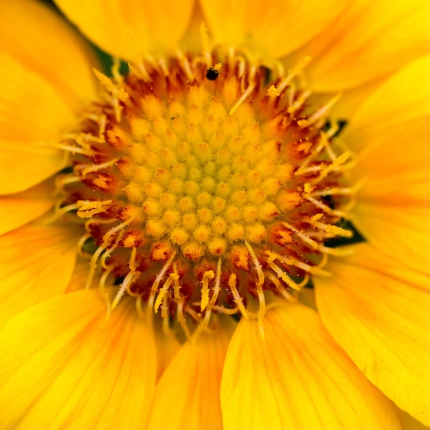 Close-up van een gele Gazania-bloem