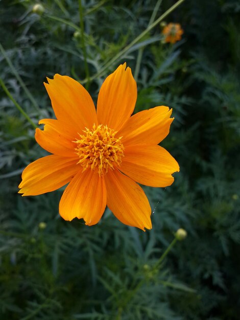 Foto close-up van een gele kosmose bloem