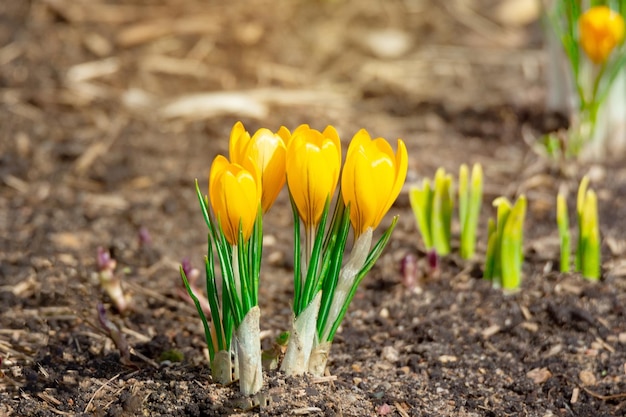 Foto close-up van een gele krokusbloem op het veld