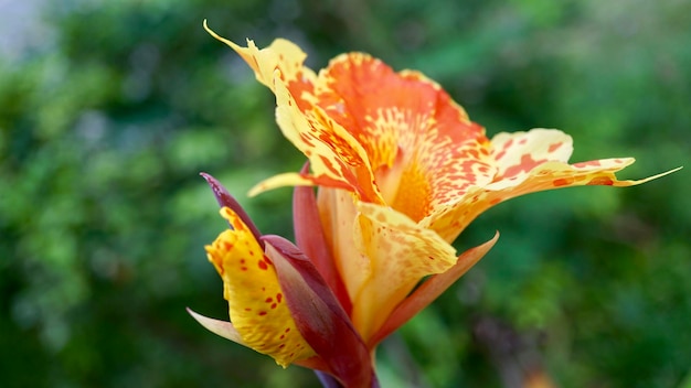 Foto close-up van een gele lelie die buiten bloeit