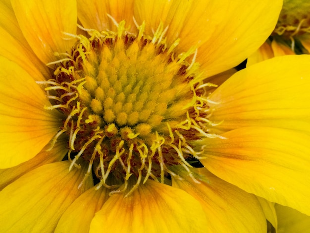 Close-up van een gele madeliefjebloem