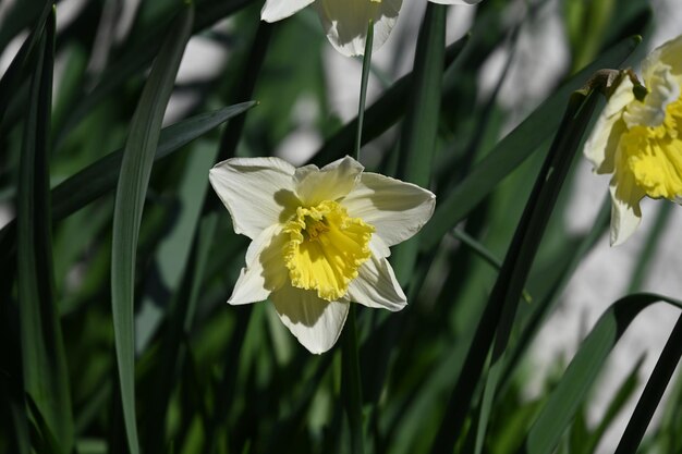 Foto close-up van een gele narcissus