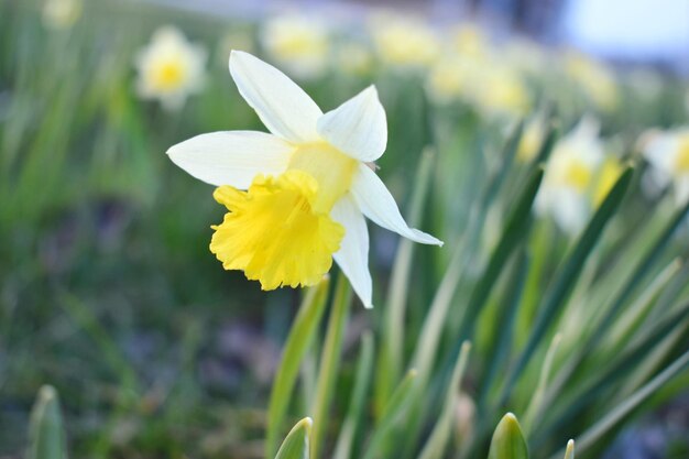 Foto close-up van een gele narcissus