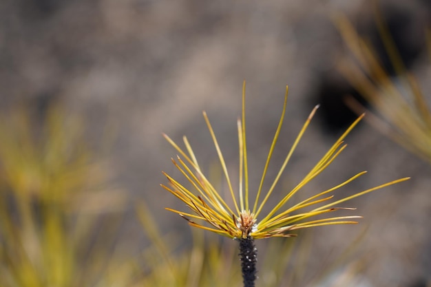 Close-up van een gele paardenbloem op het veld