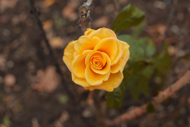 close-up van een gele roos in een herfsttuin