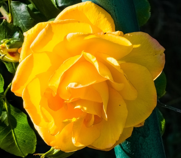 Close-up van een gele roos in een zomertuin De bloemblaadjes schitteren in de zonnestralen