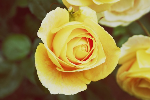 Close-up van een gele roos