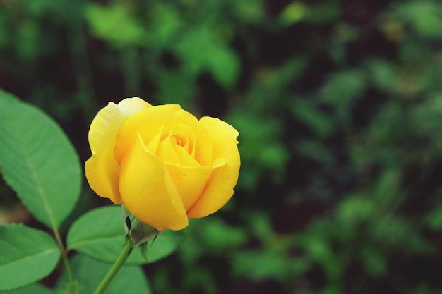 Close-up van een gele roos