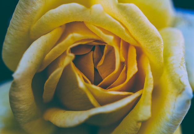 Foto close-up van een gele roosbloem