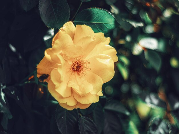 Close-up van een gele roosbloem