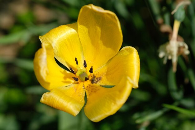 Foto close-up van een gele roosbloem