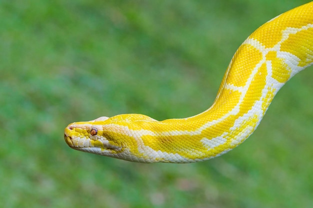 Foto close-up van een gele slang buiten