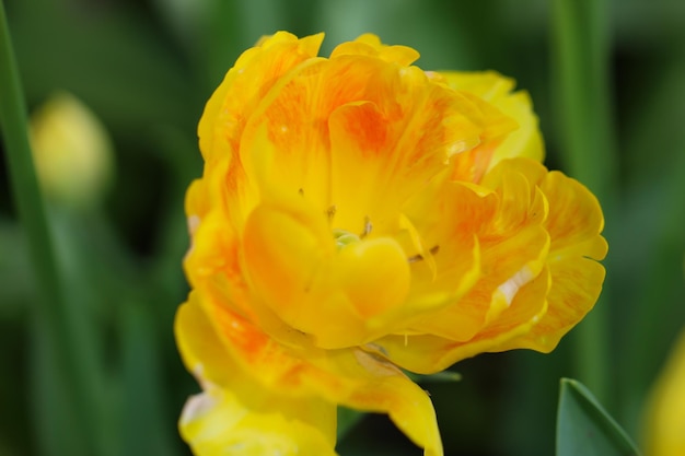 Close-up van een gele tulp in de tegenlichtbloesem in de lente