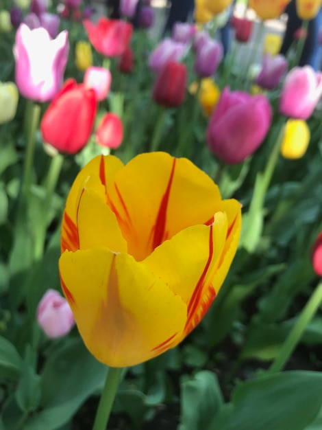 Foto close-up van een gele tulp