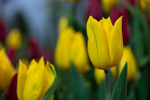 Close-up van een gele tulp