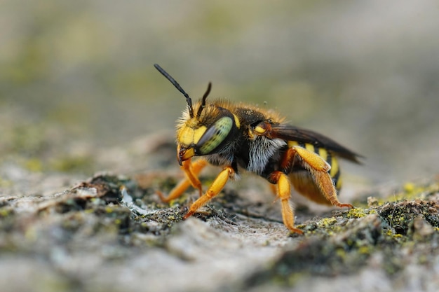 Close-up van een gele vrouwelijke langwerpige wolbij, Anthidium oblongatum uit de Gard, Frankrijk