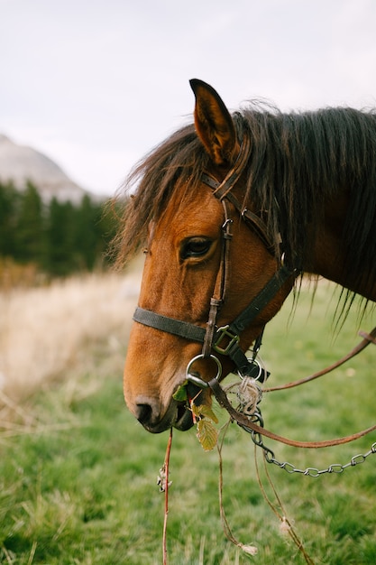 Close-up van een getuigd bruin paard in profiel