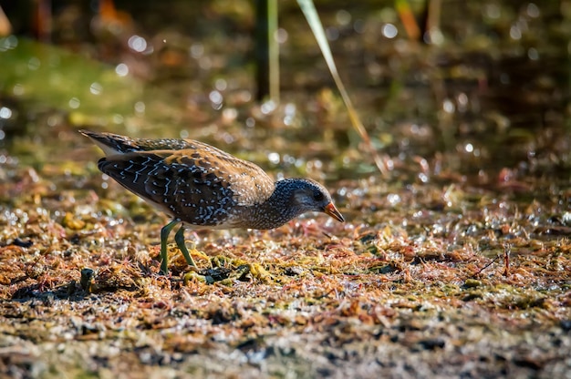 Close-up van een gevlekte crake porzana in een fauna