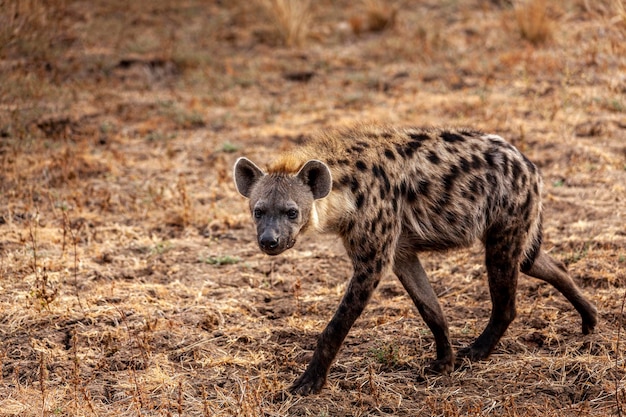 Close-up van een gevlekte hyena