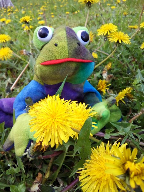 Foto close-up van een gevulde kikker met gele paardenbloem op een grasveld