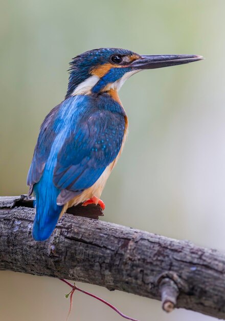 Foto close-up van een gewone kingfisher op een tak