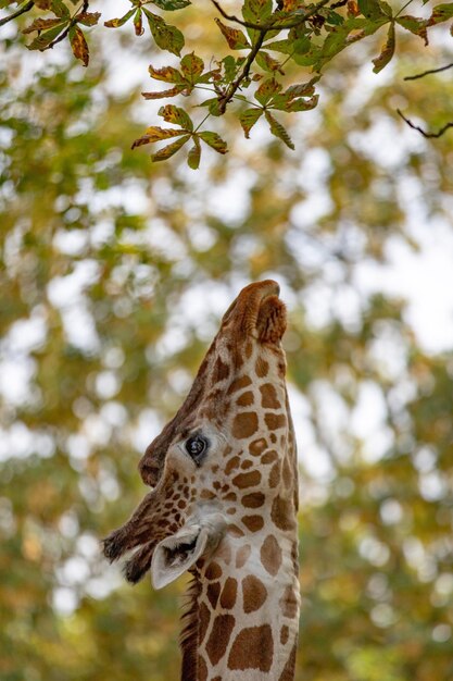 Foto close-up van een giraf die een tak bereikt