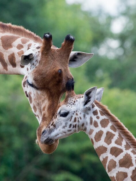 Close-up van een giraf in de dierentuin