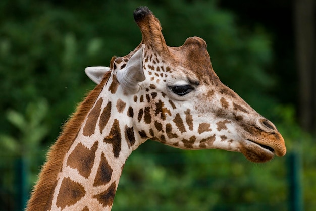 Close-up van een giraf in de dierentuin