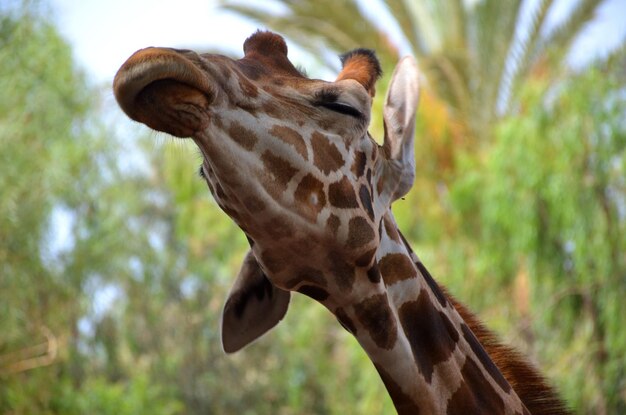 Foto close-up van een giraf