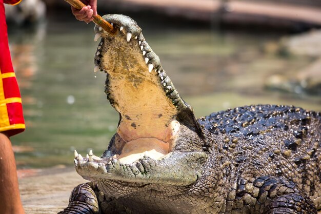 Foto close-up van een giraf