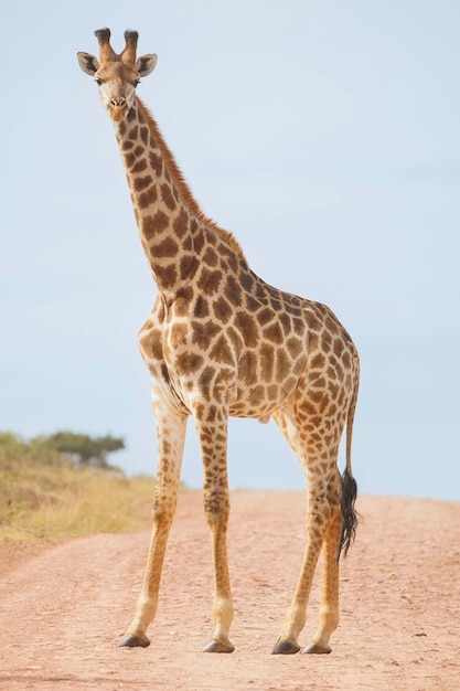 Close-up van een giraf